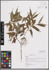 Foto von Salix excelsa S. G. Gmel.